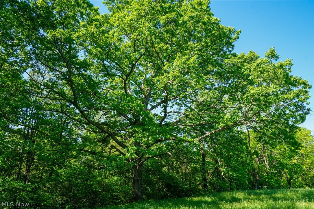 Pugh Ridge Road, Alledonia, Ohio image 21