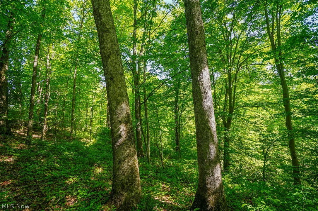 Pugh Ridge Road, Alledonia, Ohio image 34