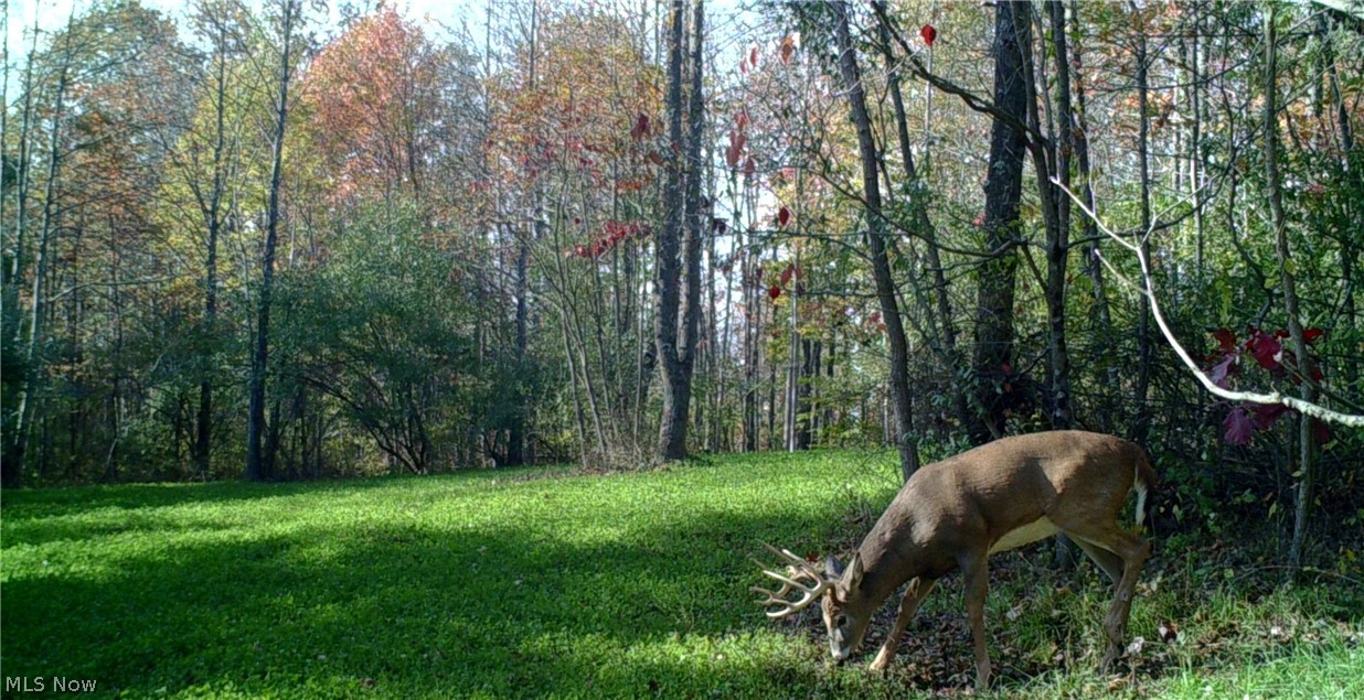 41 acres of prime hunting land! Nutrition, nutrition is how the seller keeps these 160'' - 200'' white tail coming in year after year. The genetics are a huge bonus on the white tail! Plenty of food plots, bedding areas, maintained trails are conducive to travel throughout the property. The trees are part of a cauv for tax credit as well as producing income for the new owner! Water source available! Move quickly to get in for deer season! Property is on 0 TR 67 (off of SR 60) This is part of an approved lot split with the county and new taxes will need to be corrected. The house and 8 acres of this original parcel were sold. Note: the deer in the pictures were captured on the property however may have been tagged since photo. See new survey in documents