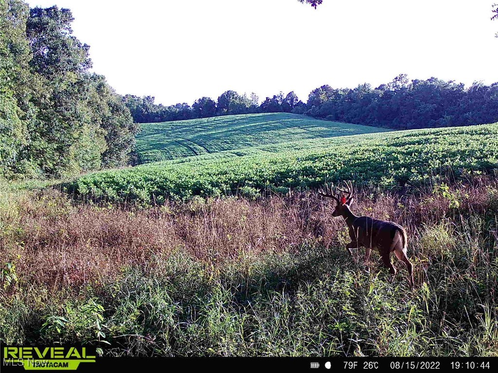 Irish Run Road, Dennison, Ohio image 17