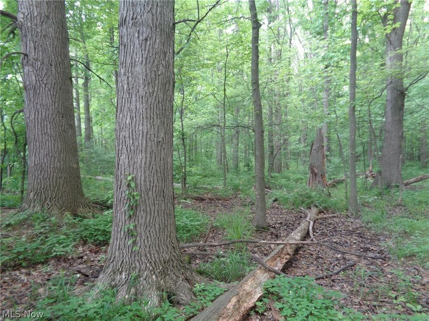 Real Estate Auction
Property to be auctioned is in Amherst Township, Elyria address in Lorain County. 58.37 acres of vacant land consists of approx. 44+/- acres of heavily wooded and the remaining ground is tillable and currently fallow with no lease in place. This rare offering is a total of 6 parcels selling as one, with standing timber, great recreational and hunting use with future development potential.  Located within minutes of Ohio turnpike. 35 miles to Cleveland. Visit our website or call agent for terms and conditions or more information. 
Agent on site July 10, 2018 from  4:00-6:00 p.m.