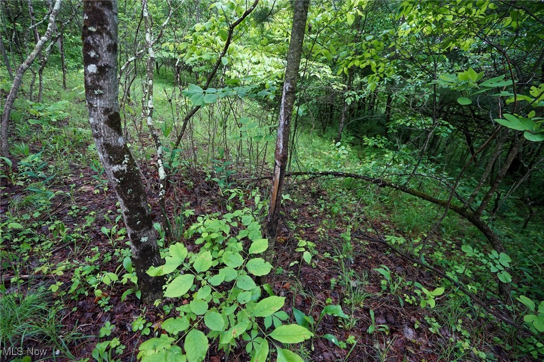 Township Rd 460, Woodsfield, Ohio image 15