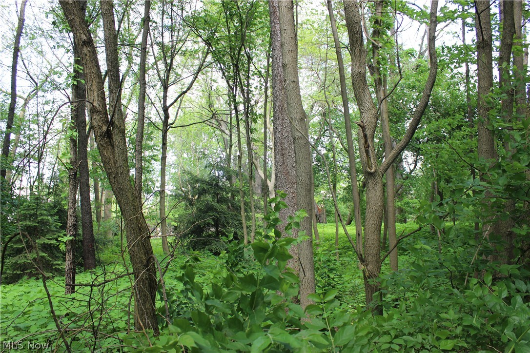 Wellington Woods - Land