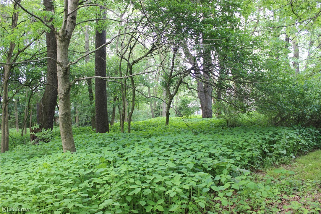 Wellington Woods - Land