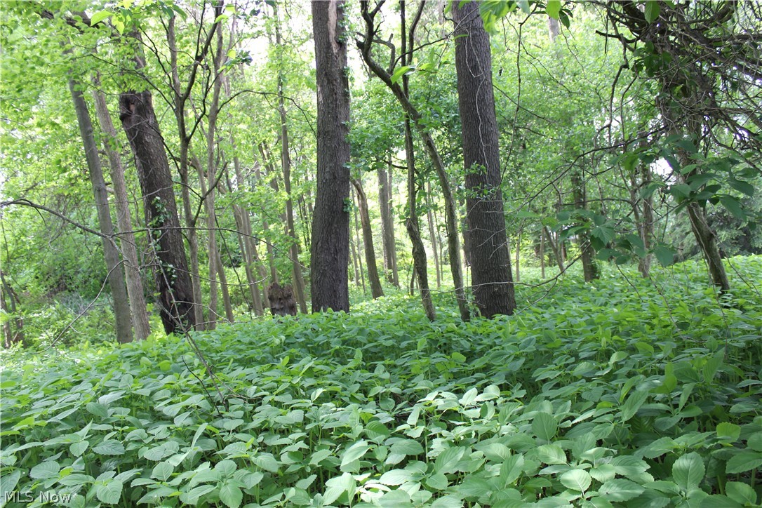 Wellington Woods - Land