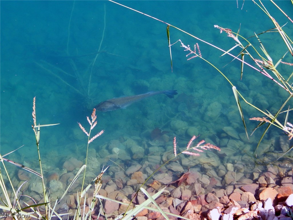 Pinewood Condo - Residential