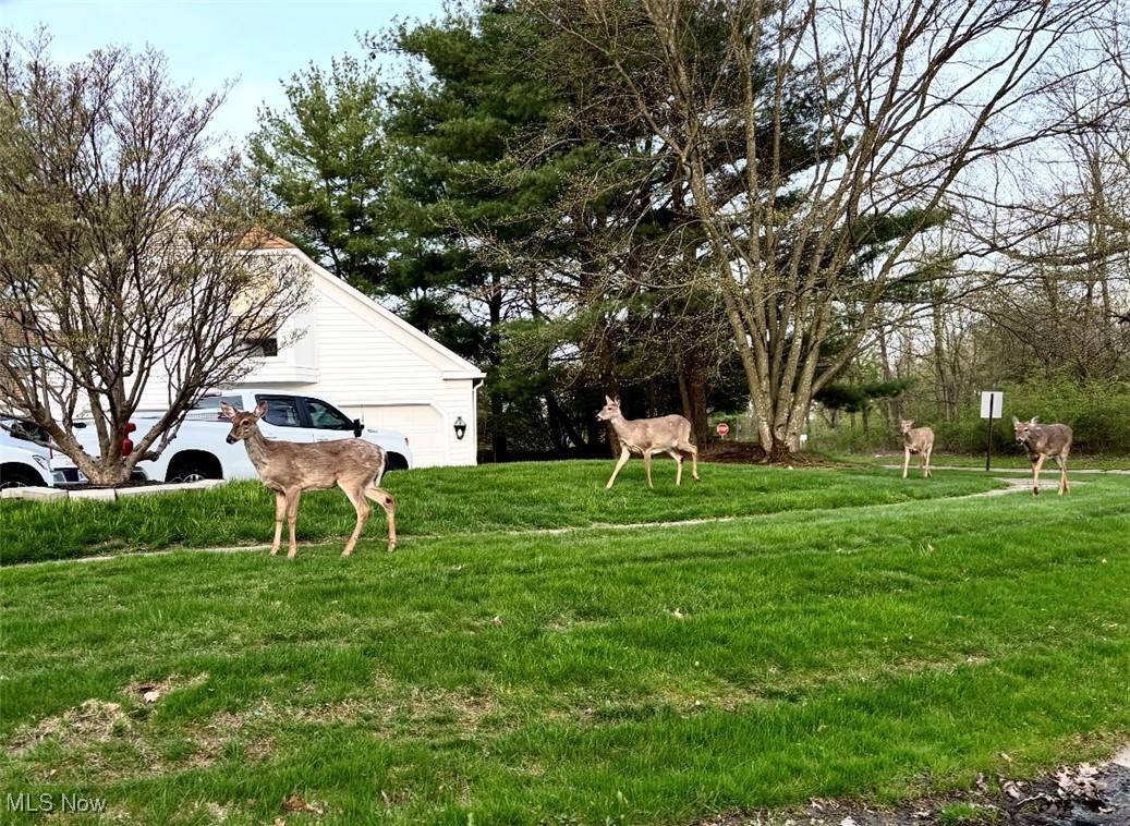 4321 Devonshire Drive, Youngstown, Ohio image 32