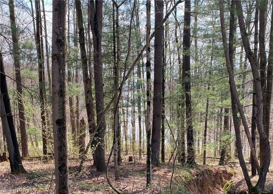 !!!  1.3 Acre LAKE VIEW BUILDING SITE !!!
Three beautiful lake view lots uniquely situated above the North Beach. You can walk down to the secluded North Beach and enjoy swimming, fishing, kayaking, or simply bask in the warm sunshine and relax in this spectacular natural setting.  The day docks are convenient to dock your boat for the day. This is a wonderful opportunity to build your dream lakehouse and live adjacent to the lake in a serene wooded setting.
       Lake Buckhorn is a private, gated, 1,120 Acre community featuring a pristine lake, rolling terrain and heavily treed. It truly is breathtakingly beautiful. There are 2 beaches, multiple Rec Areas with pavillons & rental docks, incredible boating and fishing, social hall, tennis courts, pickleball courts, and a ball field. The 225 Acres Lake is nearly 2 miles long and beautiful.  The LBPOA members also own Bloomfield Water Company
This unmatched property makes for a really nice building site where you can walk down to the beach.
1.3 Acre LAKE VIEW BUILDING SITE !!!