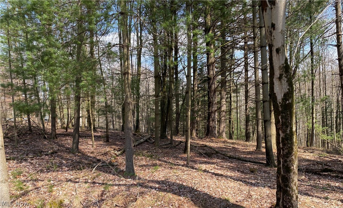 Lake Buckhorn - Land