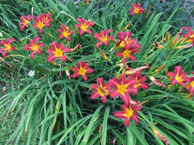 Buena Vista Villas Allotment - Residential