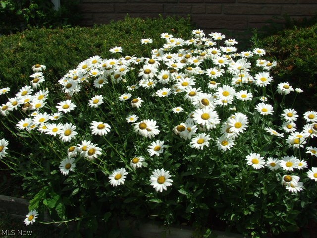 Buena Vista Villas Allotment - Residential