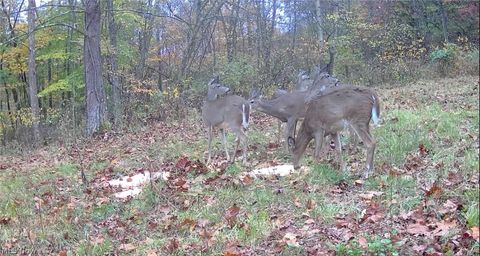 Tiny photo for Plum Road, Kimbolton, OH 43749 (MLS # 5190071)