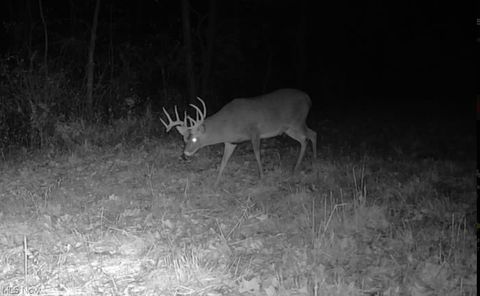 Tiny photo for Plum Road, Kimbolton, OH 43749 (MLS # 5190071)