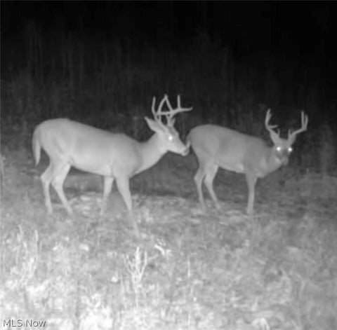 Tiny photo for Spence Hill Rd, Caldwell, OH 43724 (MLS # 5241444)