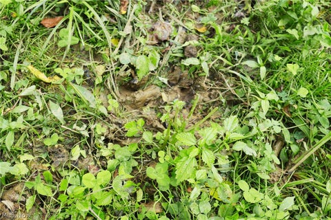 Tiny photo for Groves Hill RD, Caldwell, OH 43724 (MLS # 5245514)