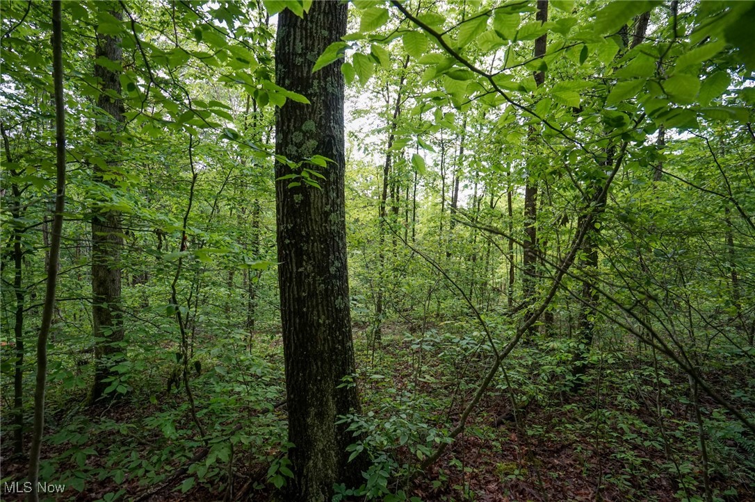 Township Rd 460, Woodsfield, Ohio image 15