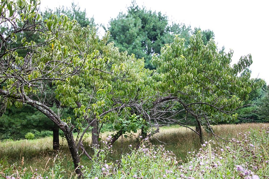 United States Military Lands - Land