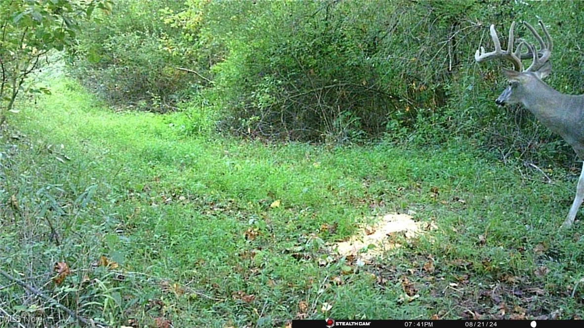 S State Route 555 #69.592 ACRES, Chesterhill, Ohio image 38