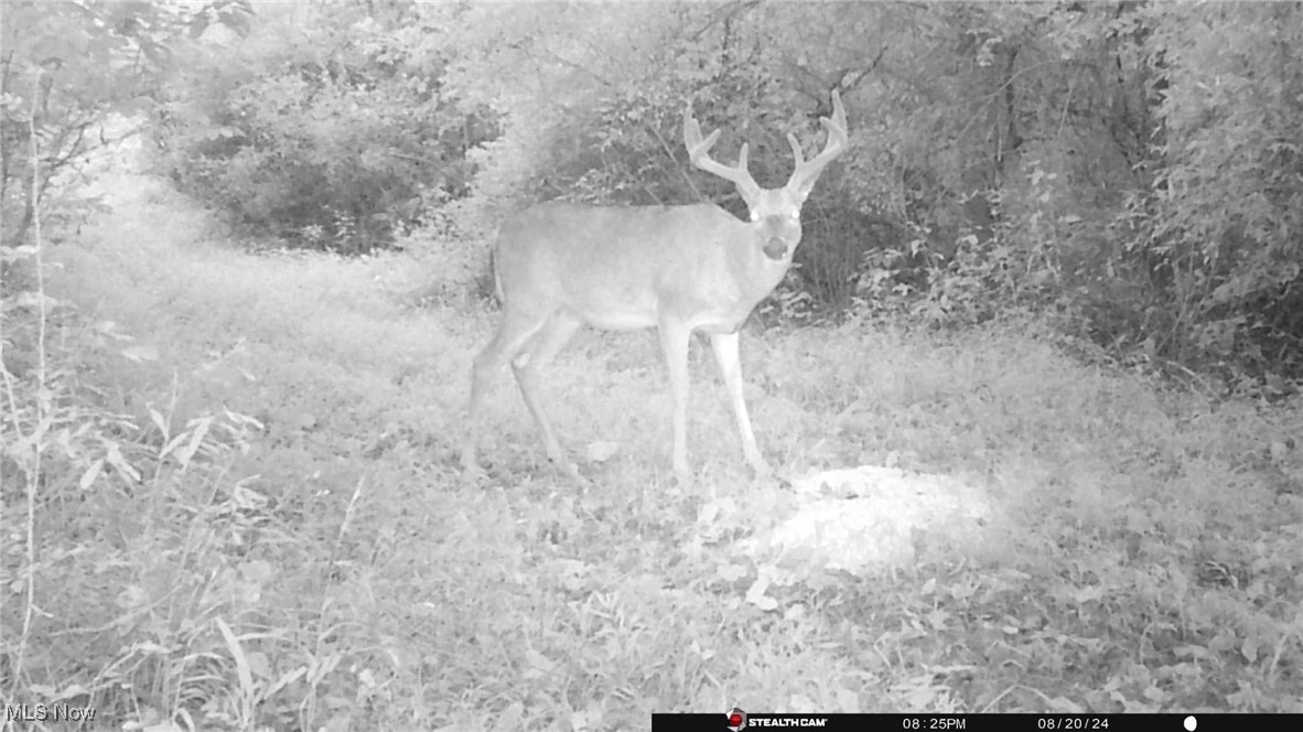 S State Route 555 #69.592 ACRES, Chesterhill, Ohio image 37