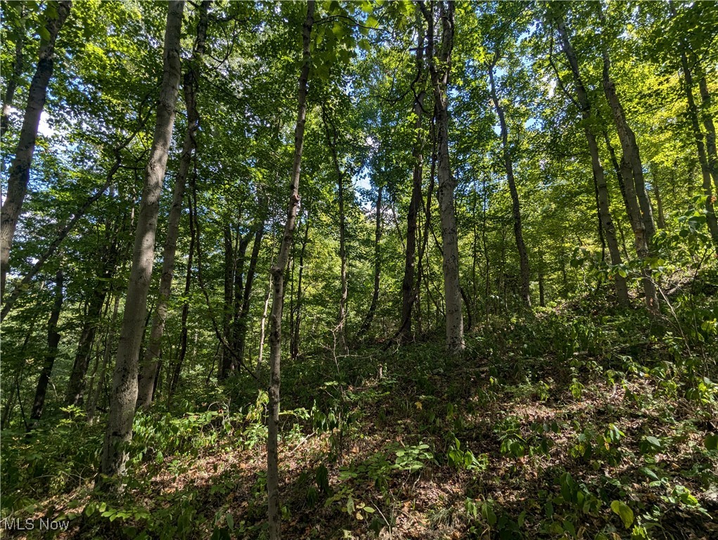 County Road 1, Rayland, Ohio image 12