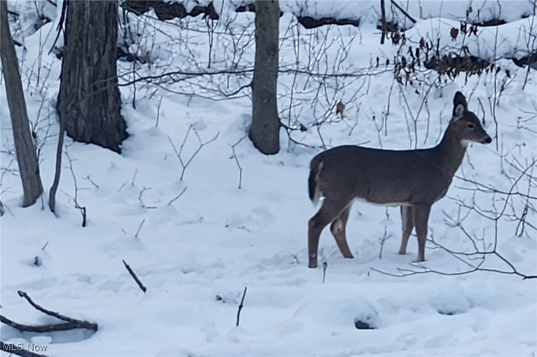 15020 Steelhead Run, Chardon, Ohio image 45