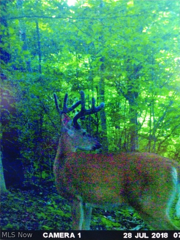 Wk Johnsons Land - Land