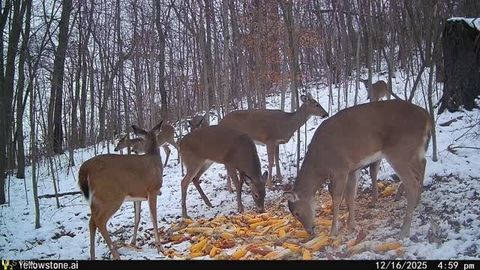 Tiny photo for 6257 Caddy Road SW, Bowerston, OH 44695 (MLS # 5178440)