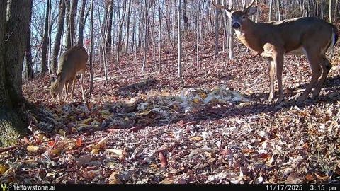 Tiny photo for 6257 Caddy Road SW, Bowerston, OH 44695 (MLS # 5178440)