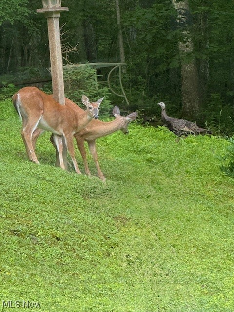 Lewisville, Ohio 43754, United States, 2 Bedrooms Bedrooms, ,1 BathroomBathrooms,Residential,Active,178311