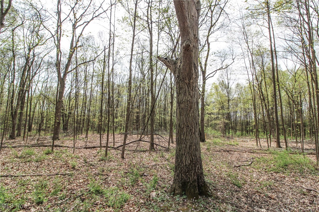 Wayland Road, Diamond, Ohio image 20