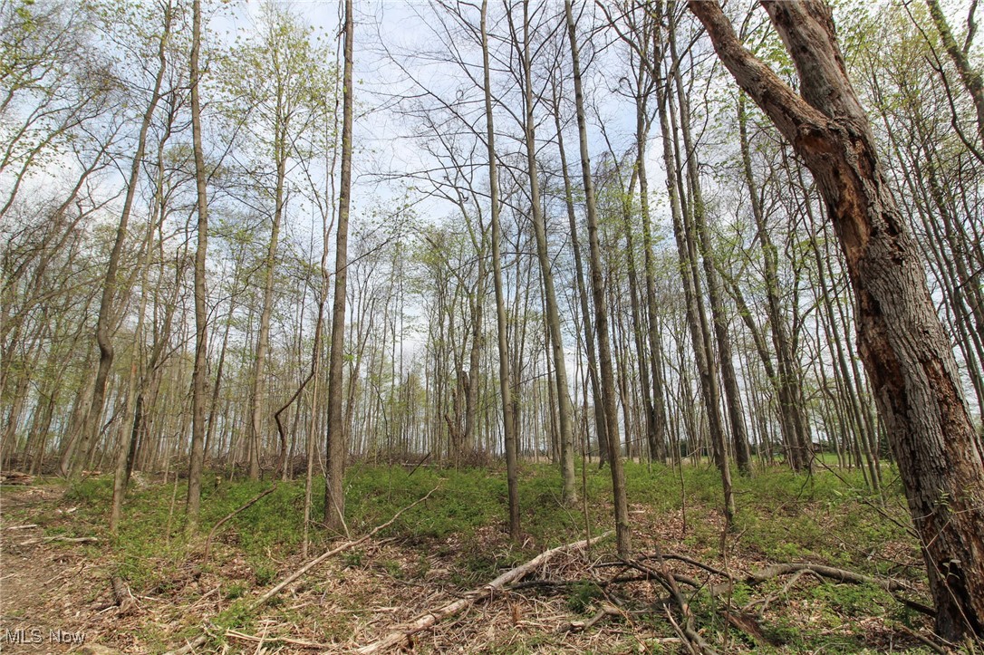 Wayland Road, Diamond, Ohio image 14