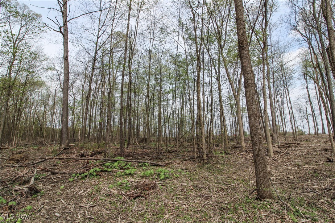 Wayland Road, Diamond, Ohio image 9