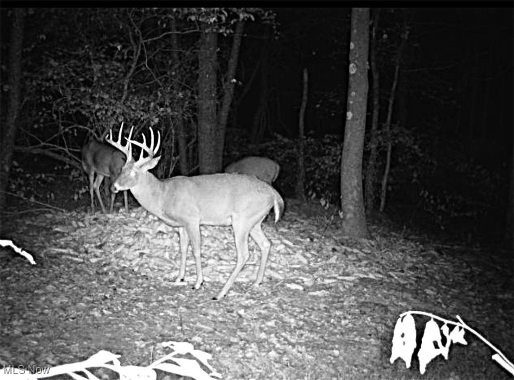 Earley Road, Kimbolton, Ohio image 8