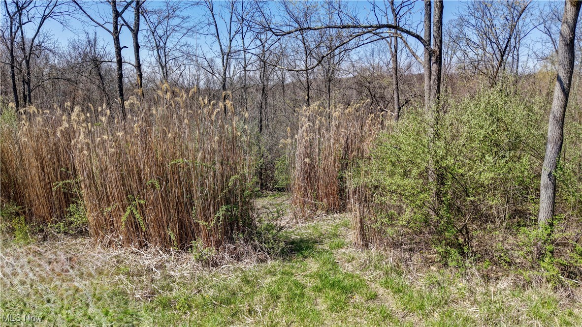 Dutch School Road, Dresden, Ohio image 9