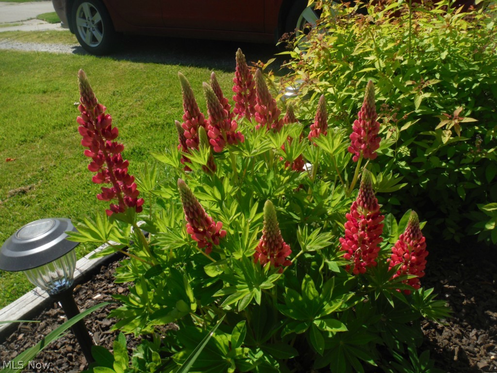 Mendelson - Residential