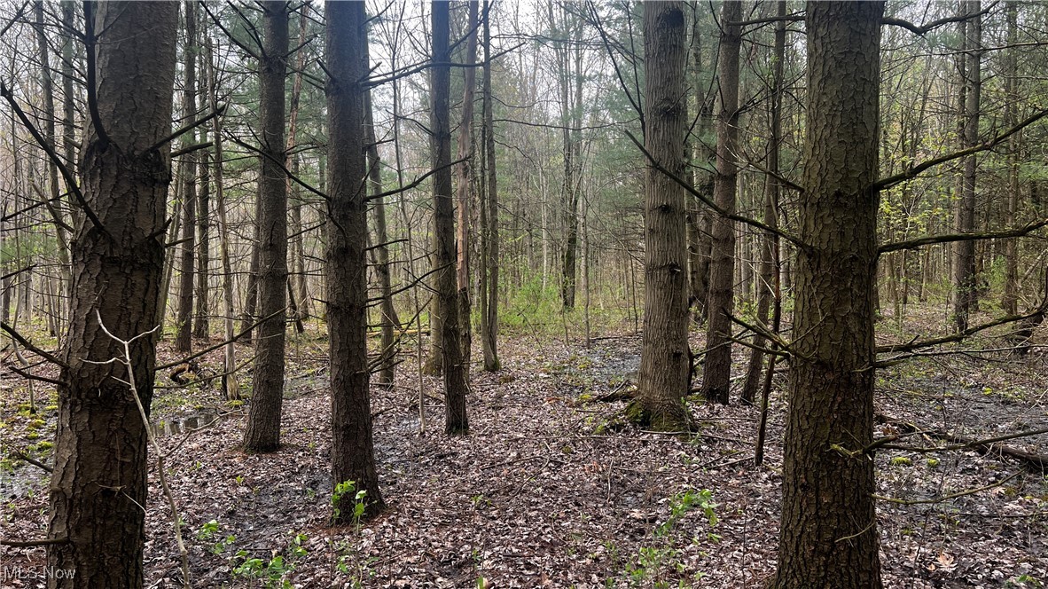 Netcher Road, Jefferson, Ohio image 4