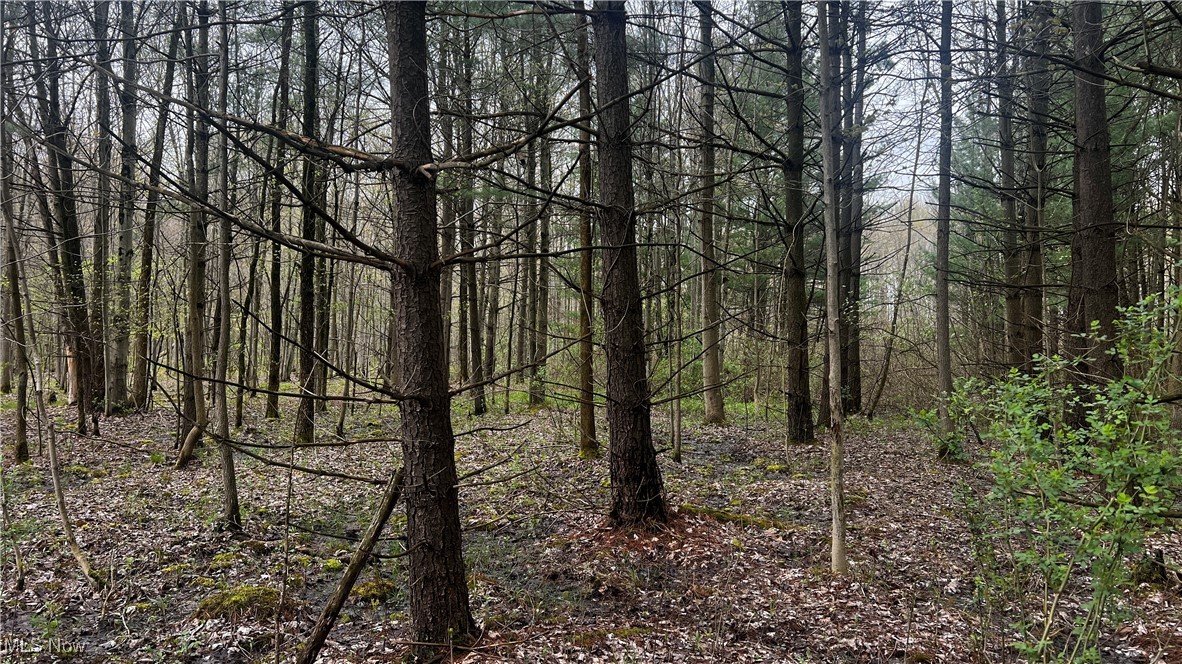 Netcher Road, Jefferson, Ohio image 5