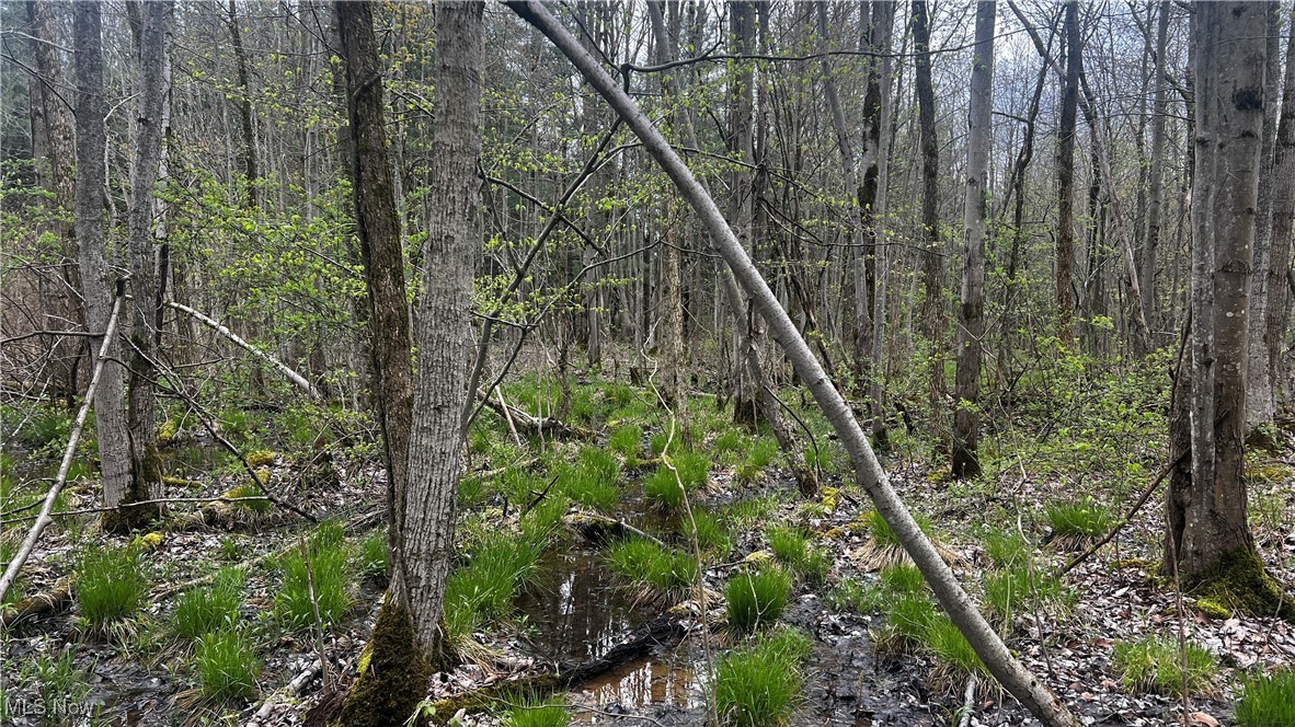 Netcher Road, Jefferson, Ohio image 9