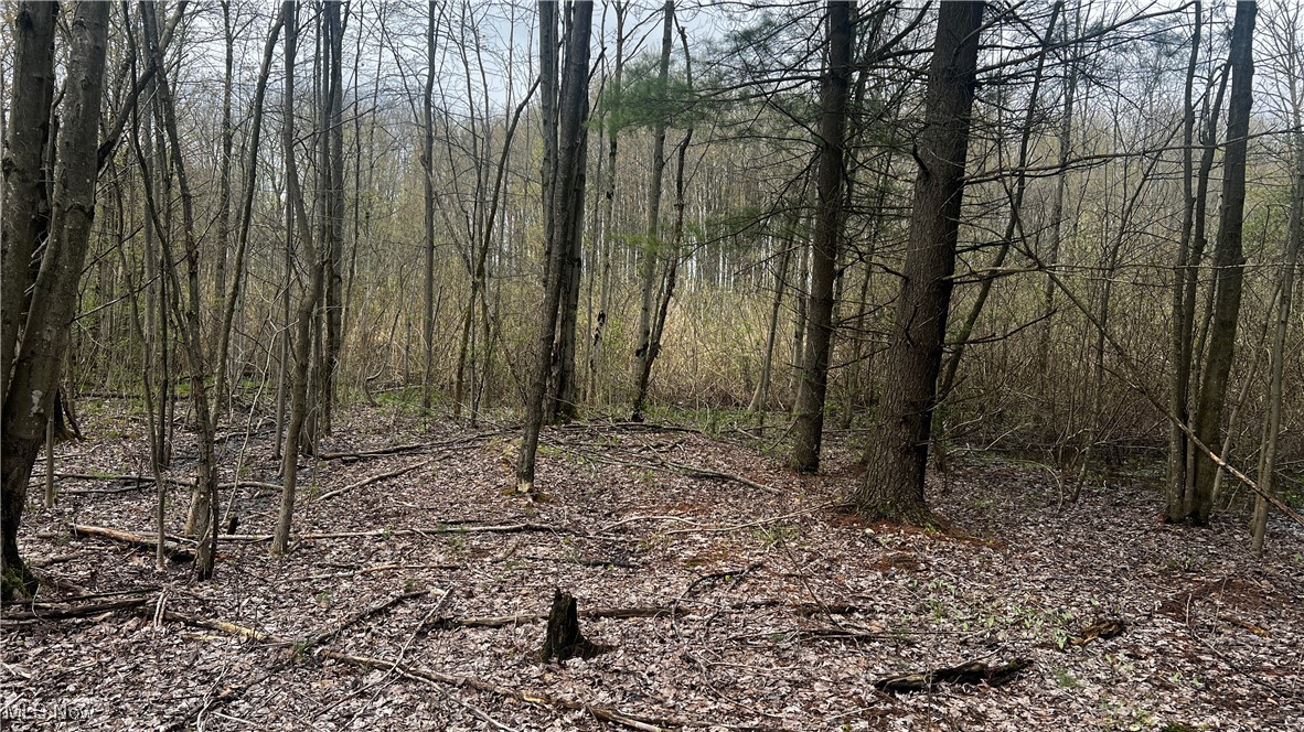 Netcher Road, Jefferson, Ohio image 7
