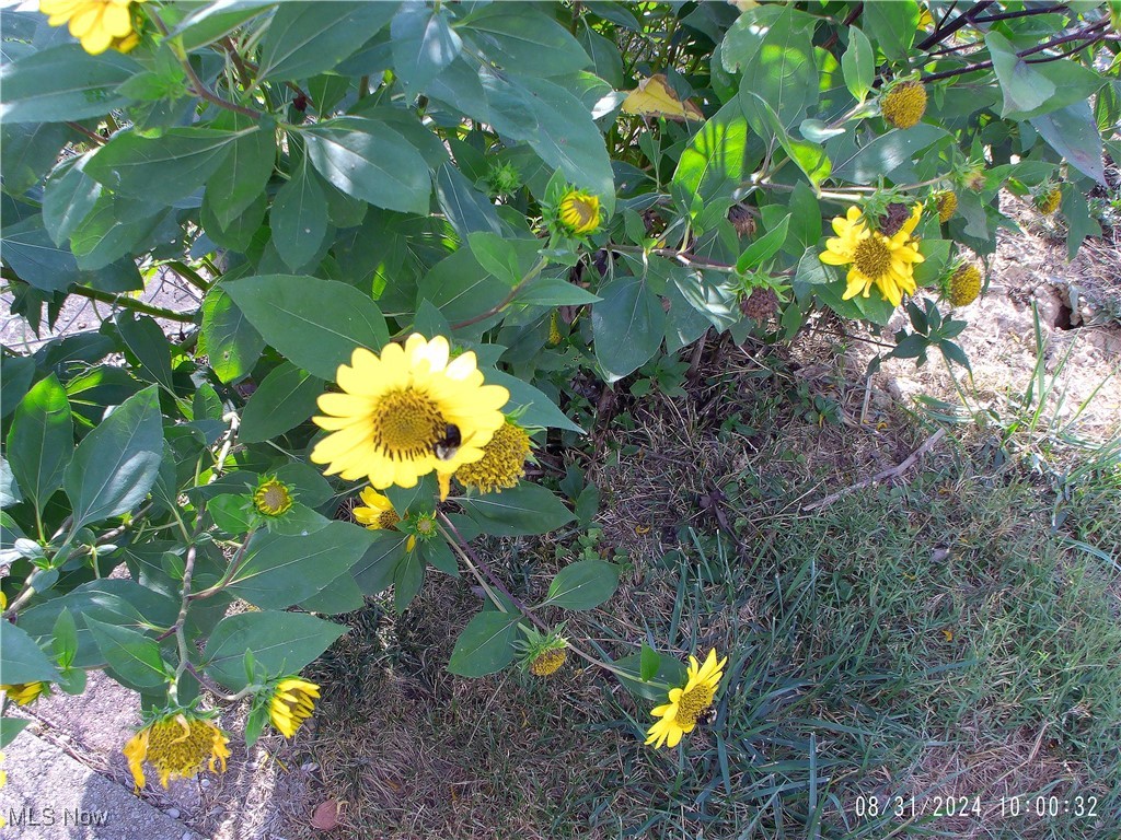 Fairview 02 - Residential