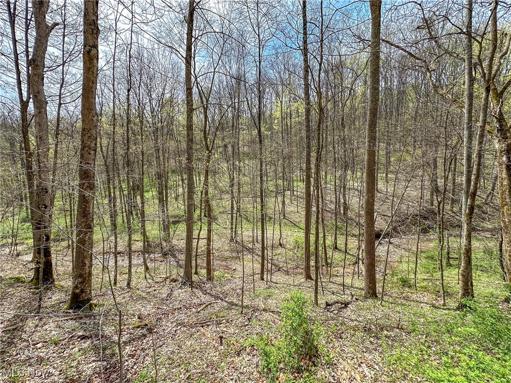 34108 Edwina Road, Lewisville, Ohio image 30
