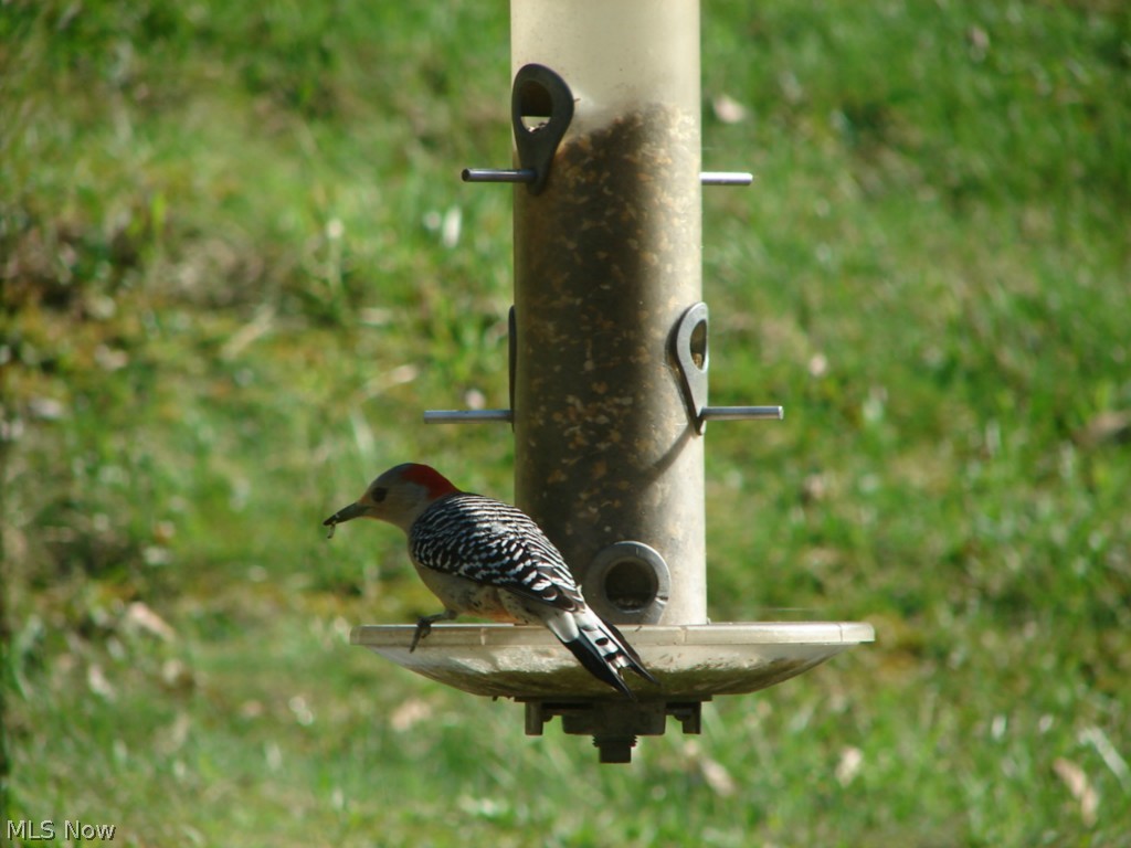 Spencer - Residential