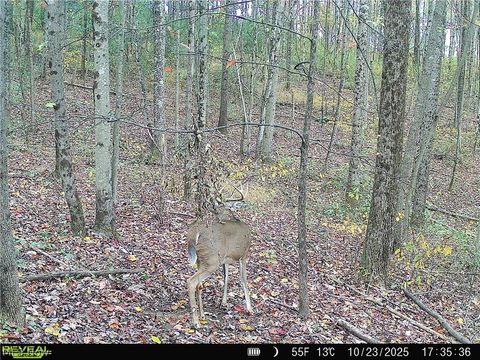 Tiny photo for Crum Ridge Rd, Caldwell, OH 43724 (MLS # 5211205)