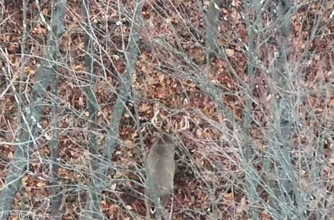 Tiny photo for Crum Ridge Rd, Caldwell, OH 43724 (MLS # 5211205)