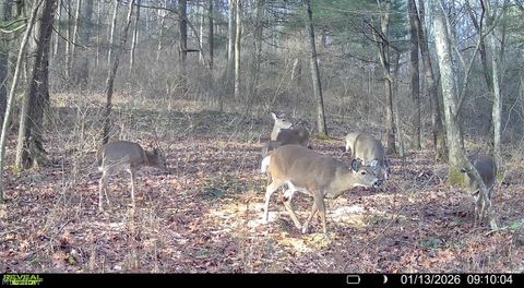 Tiny photo for Crum Ridge Rd, Caldwell, OH 43724 (MLS # 5211205)