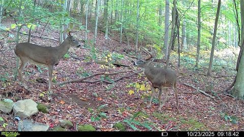 Tiny photo for Crum Ridge Rd, Caldwell, OH 43724 (MLS # 5211205)