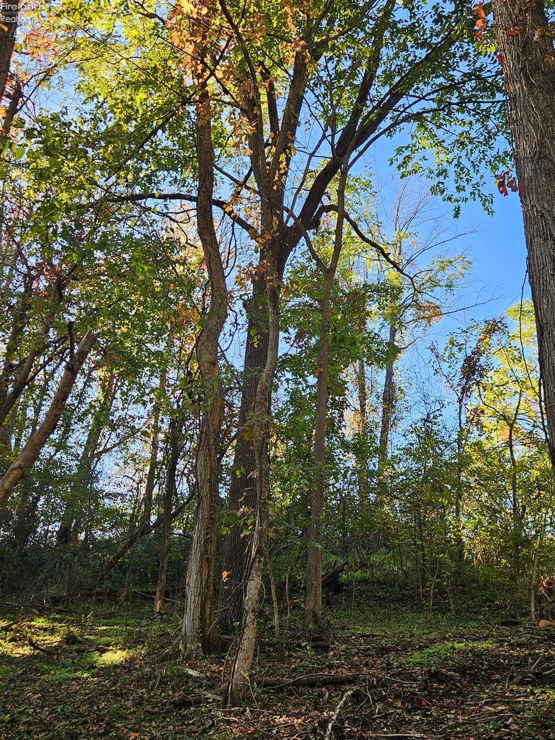 Chapin Road, Berlin Heights, Ohio image 3