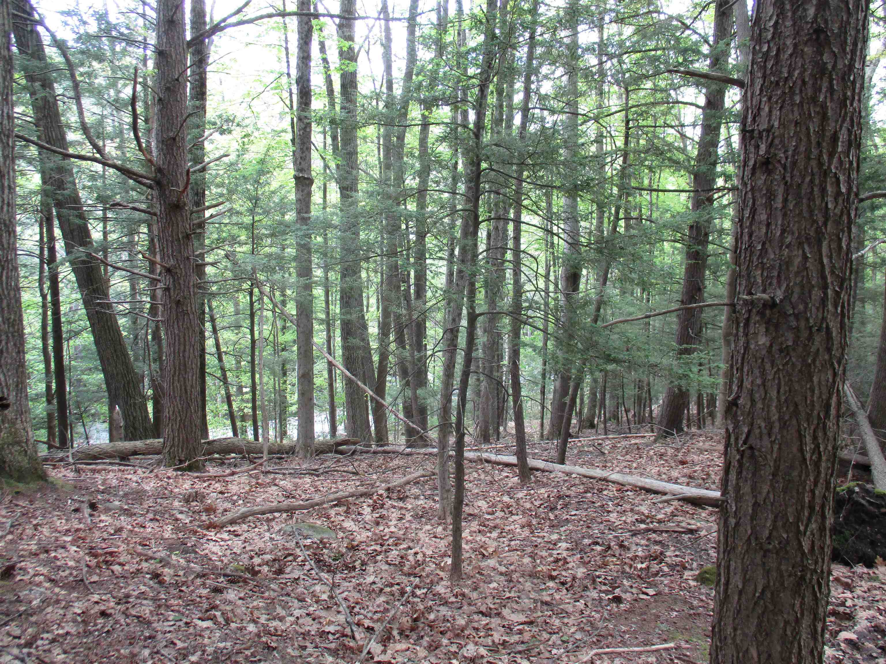 tbt Bog Road