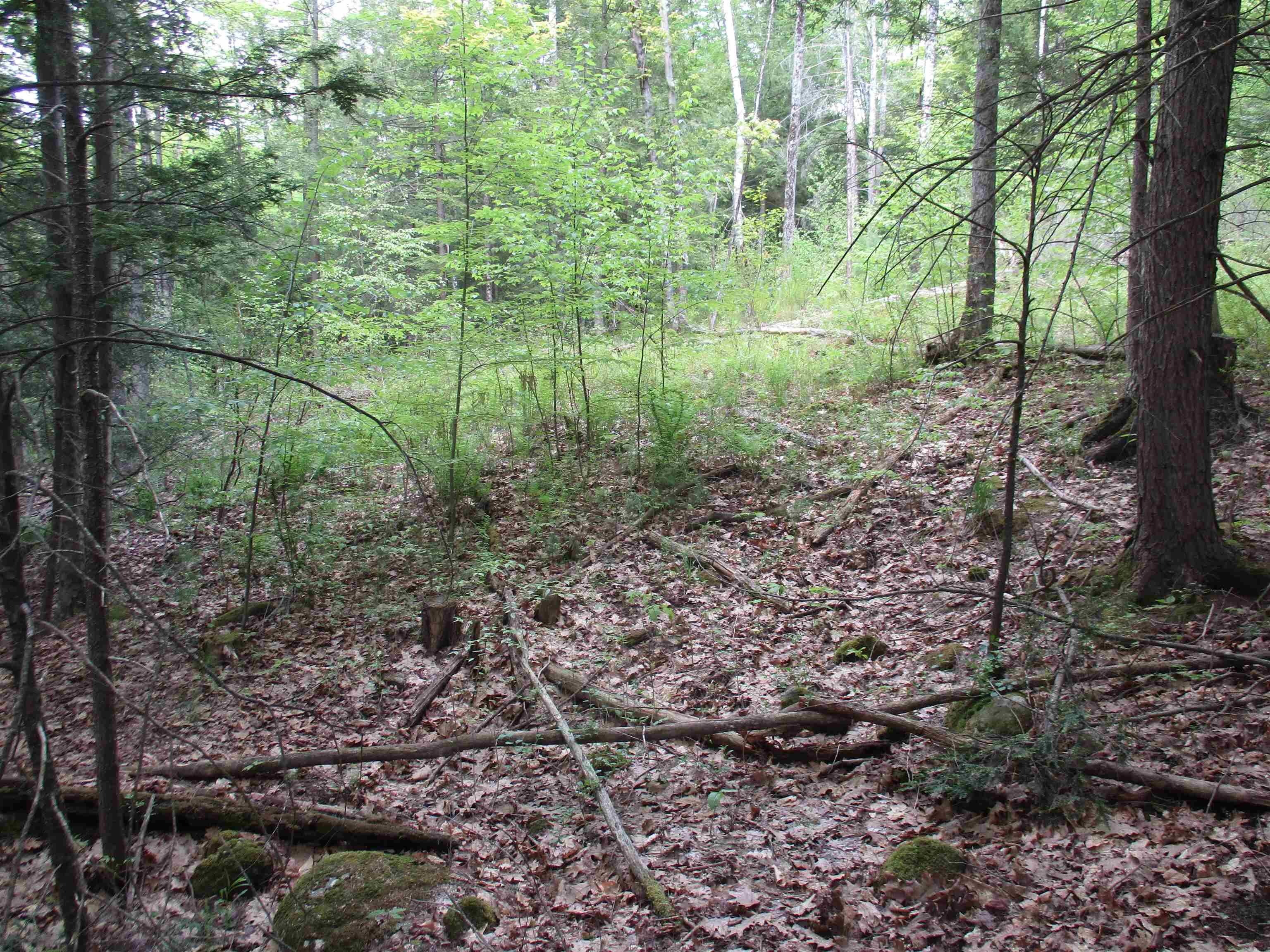 tbt Bog Road
