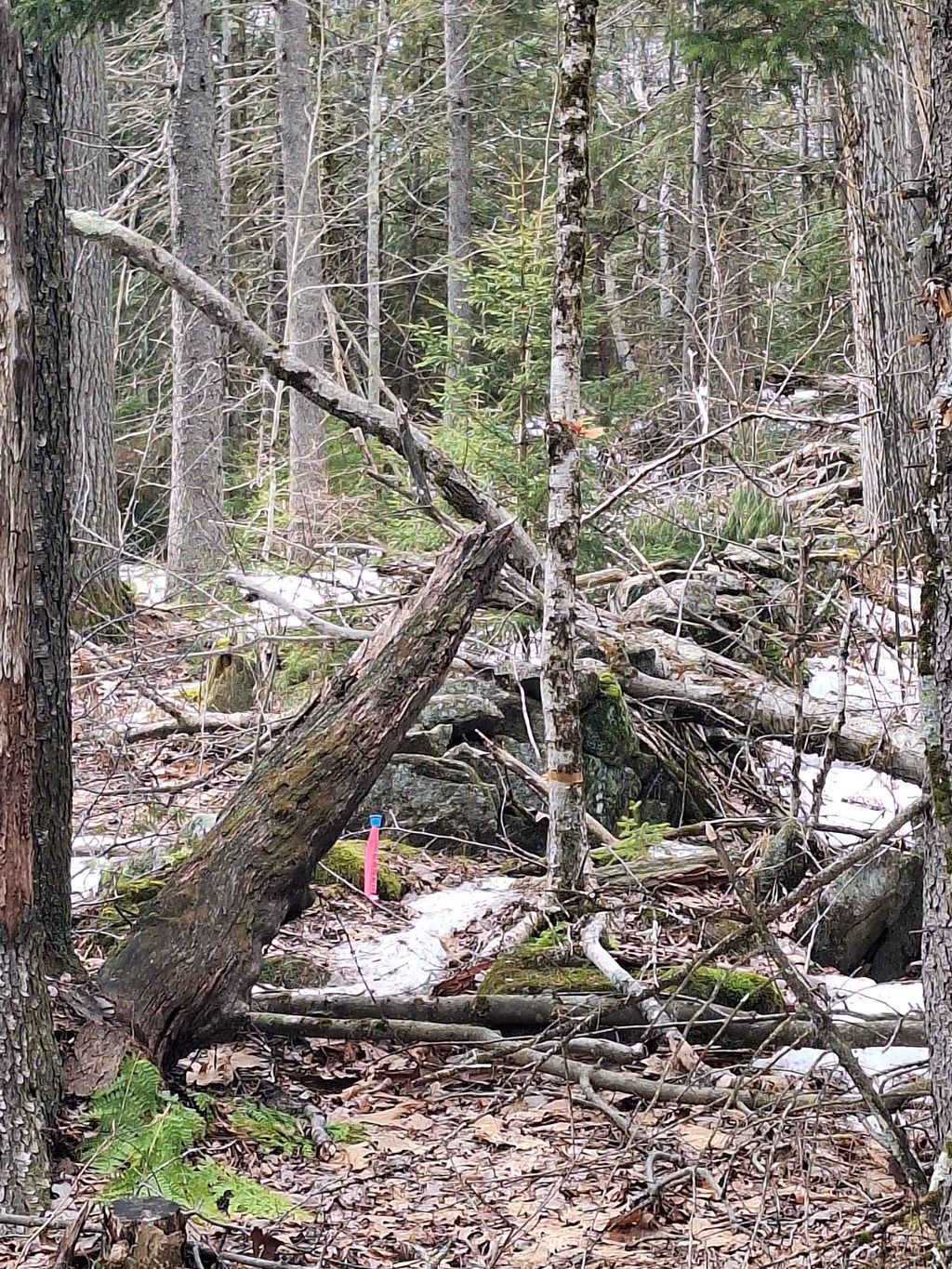 Photo of 00 Rogers Road, Alstead, NH 03602 (MLS # 5080366)